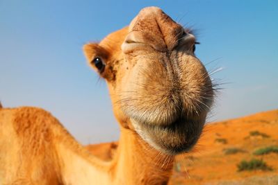 Close-up portrait of camel against clear sky