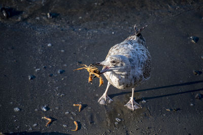 High angle view of bird eating food at beach