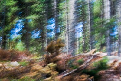 Defocused image of trees in forest