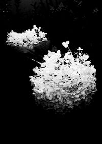 Close-up of flowers blooming against black background