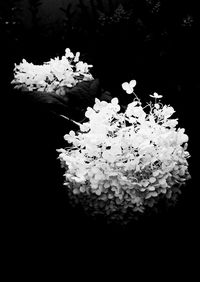 Close-up of flowers blooming against black background