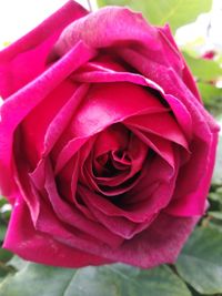 Close-up of pink rose