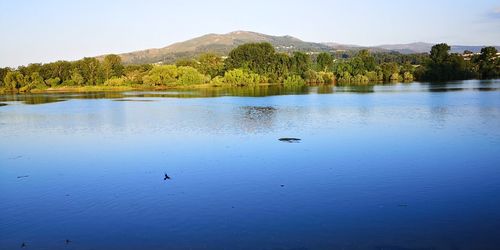 View of birds in lake