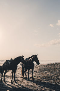 Horses on shore at beach against sky on sunny day