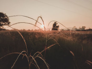 Close-up of silhouette plants on field against sky during sunset