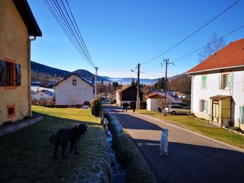 Dog on street amidst buildings in city