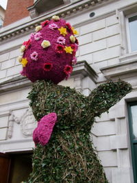 Low angle view of pink flowering plant against building