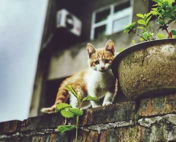 Portrait of cat sitting outdoors