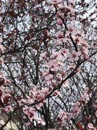 Low angle view of cherry blossom tree