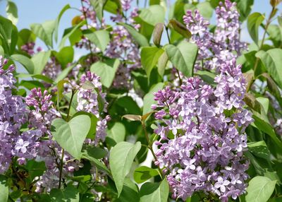 Close-up of purple flowering plants