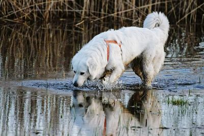 White dog on water