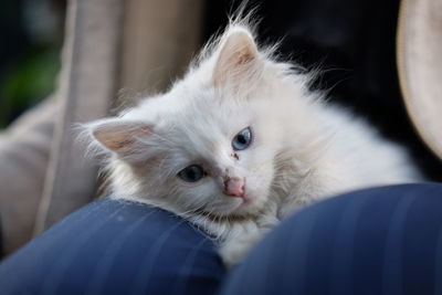 Close-up of white cat lying on person leg