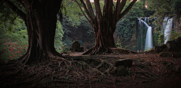 Trees in forest