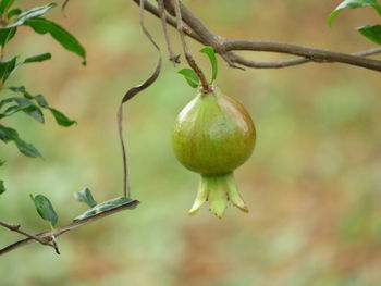 Close-up of pomegranate