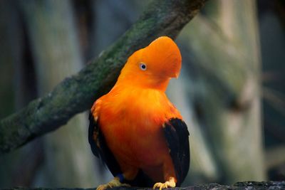 Close-up of bird perching on yellow