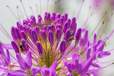 Close-up of honey bee pollinating on purple flower