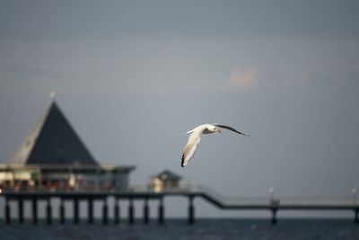 Seagull flying over sea against sky