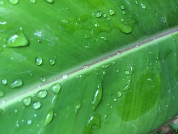 Full frame shot of wet leaves