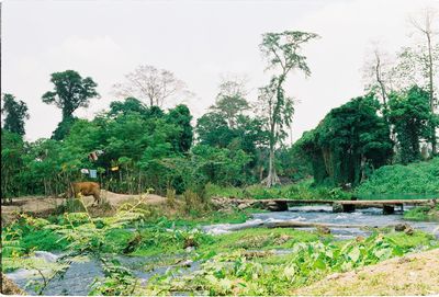 Scenic view of trees on landscape against sky