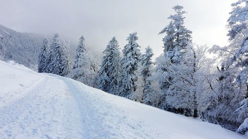 Snow covered trees against sky