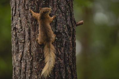 Close-up of squirrel on tree trunk