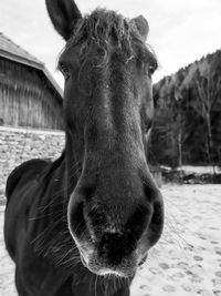 Close-up of a horse on field