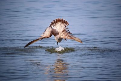 Bird flying over the sea