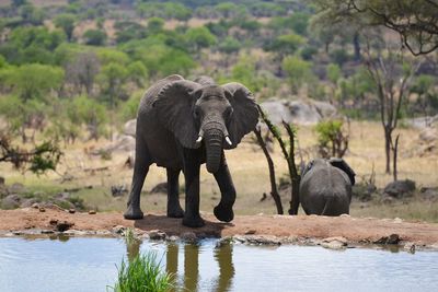 Elephant drinking water in lake