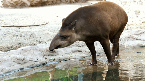 On a hot summer day, the tapir walks on the water, near a pond, drinks water, bathes. 
