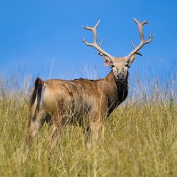 Horse standing on grass