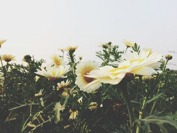 Close-up of white flowers