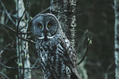 Close-up portrait of owl in forest