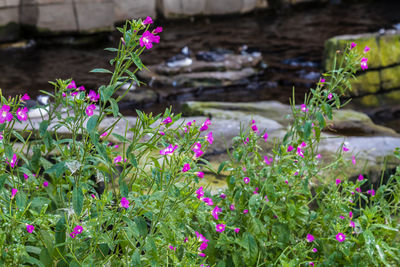 Close-up of flowers blooming outdoors