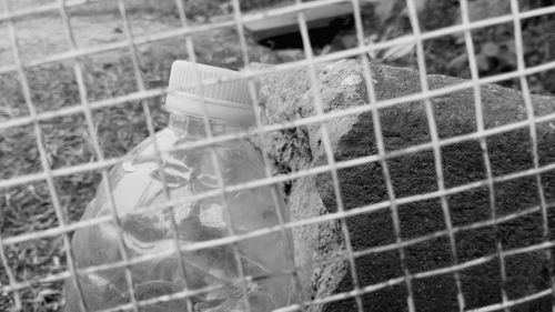 Close-up of lizard in cage