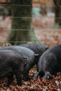 Pigs on field