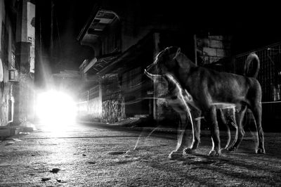 View of horse on road