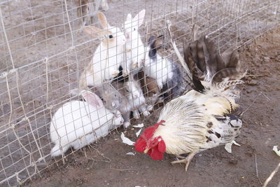 High angle view of birds in cage