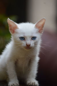 Close-up portrait of kitten