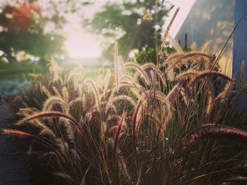 Close-up of stalks against buildings on field