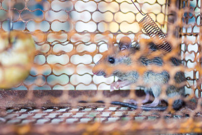 Full frame shot of metal grate