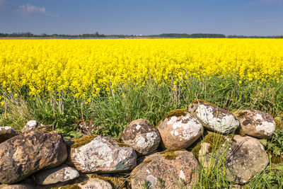 View of yellow flowers growing on field