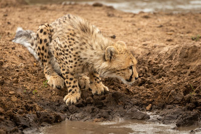 Cheetah cub sits by water looking right