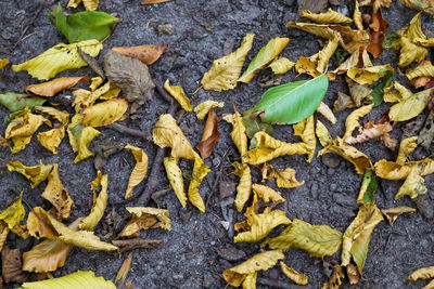 High angle view of autumn leaves