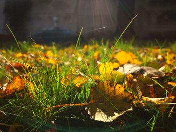 Close-up of plants growing on grassy field