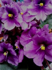 Close-up of purple flowers