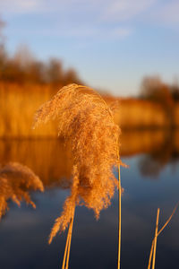 Close-up of plant growing on field against sky during sunset