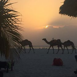 Silhouette horse against sky during sunset