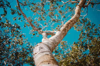 Low angle view of tree against sky