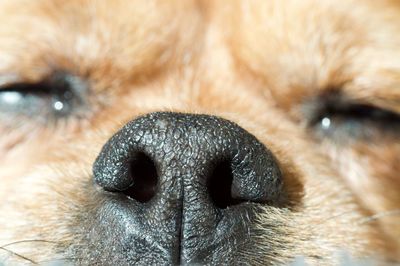 Close-up portrait of dog