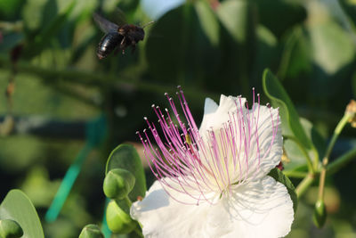 Close-up of insect on purple flower